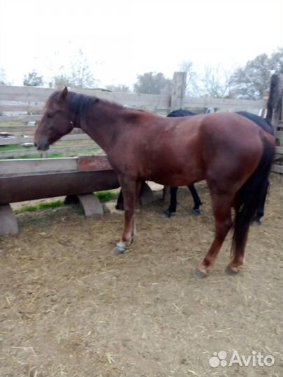 Лошадь мерен