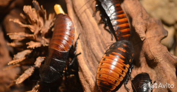 Мадагаскарские тараканы