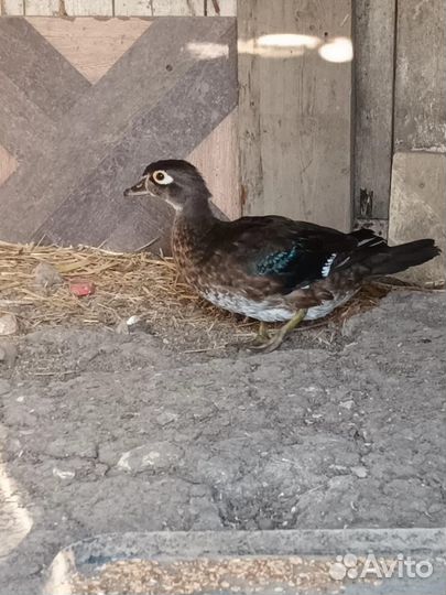 Декоративные птицы