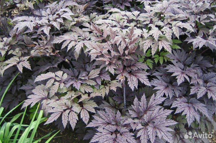 Клопогон, Бузульники, Роджерсия, Гейхера, Подофил