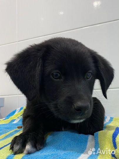 Щенок метис лабрадора