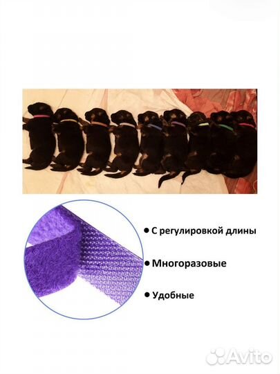 Ошейники идентификационные для щенков и котят