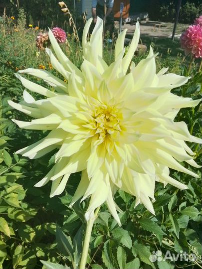 Георгины клубни