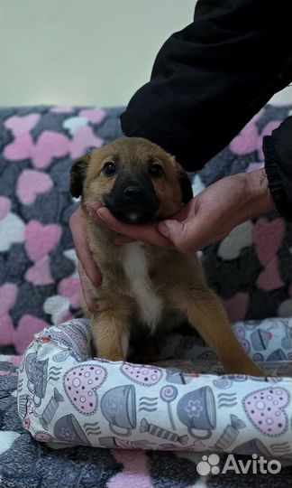 Щенок мальчик в добрые руки