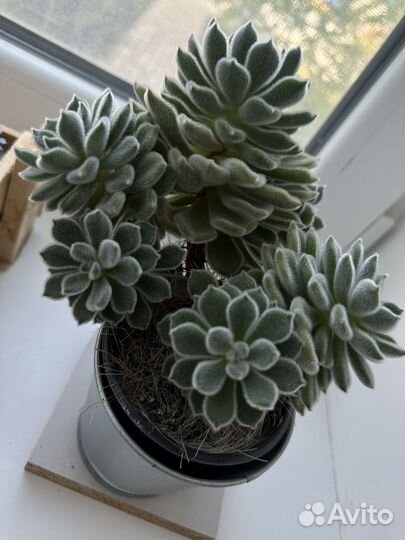 Суккуленты