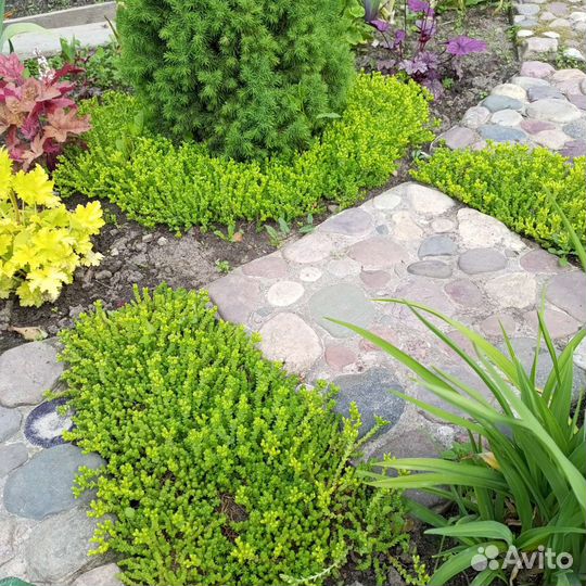 Очиток почвокровный