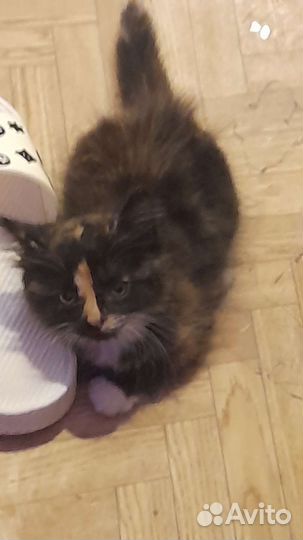 Трехцветная кошка