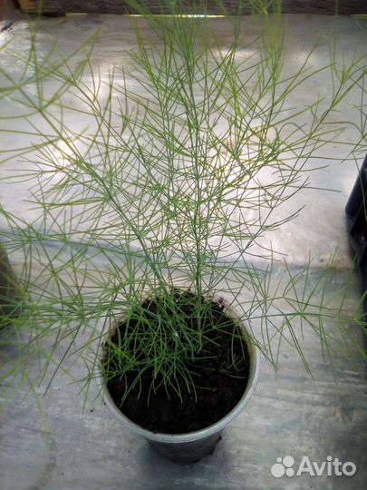 Аспарагус (Спаржа)