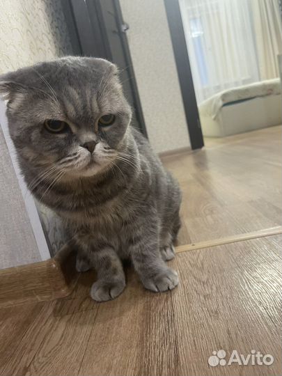 Шотландская