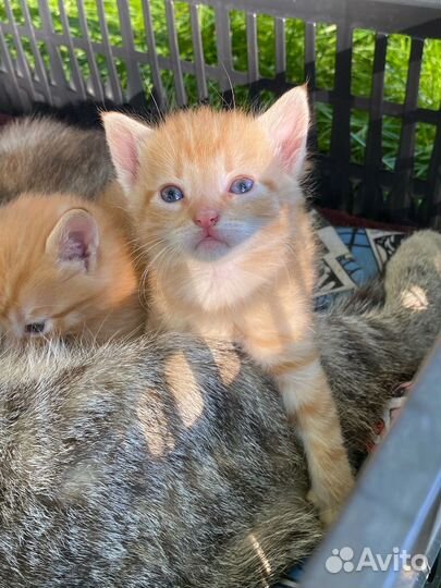 Котята