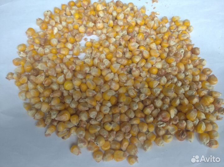 Кукуруза кормовая