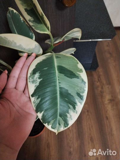 Фикус каучуконосный большой