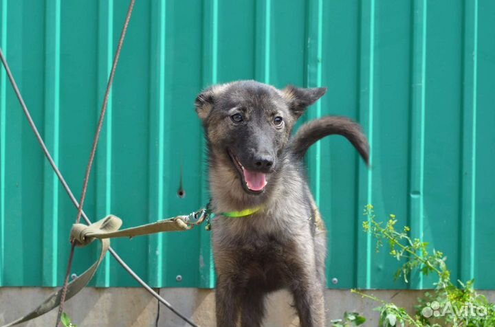 Времени совсем нет нужен дом или передержка
