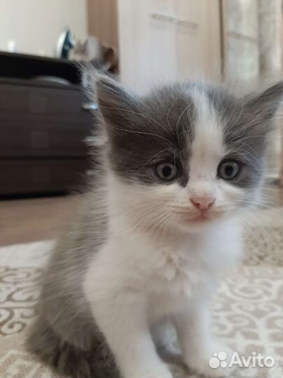 Отдам котят в добрые руки