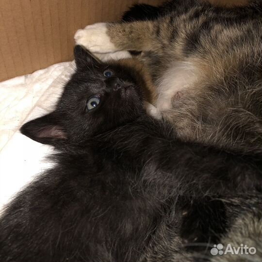 Котёнок, в добрые руки