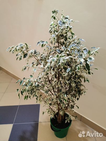 Фикус вариегатный дерево 1.5 метра