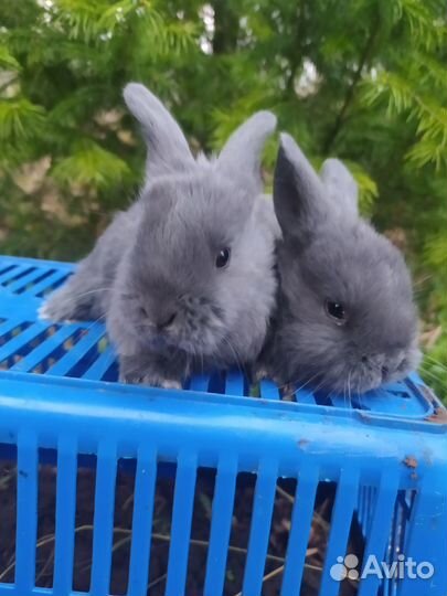 Крольчата