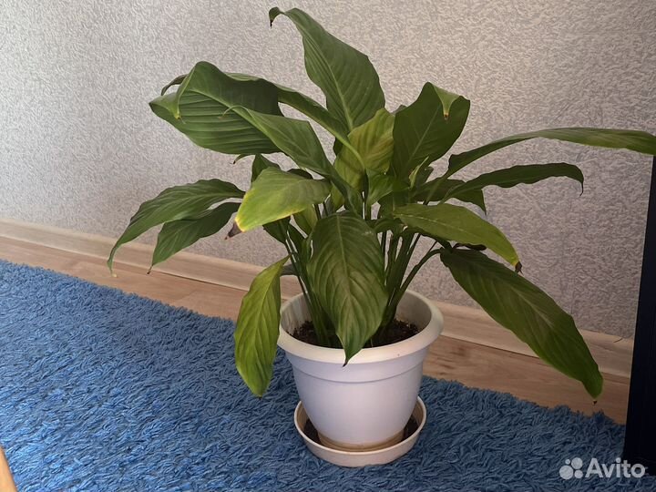 Спатифиллум