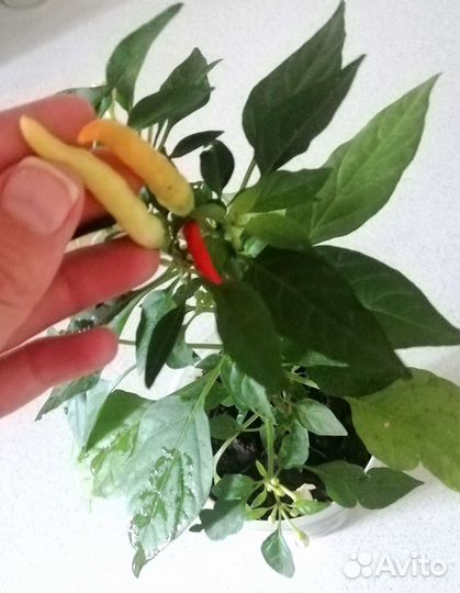 Перец capsicum супер острый многолетний