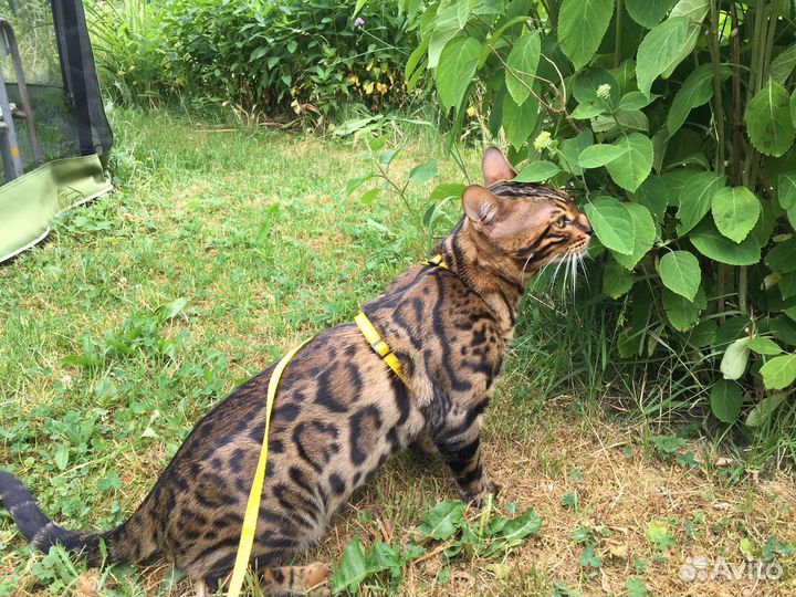 Бенгальский кот на вязку
