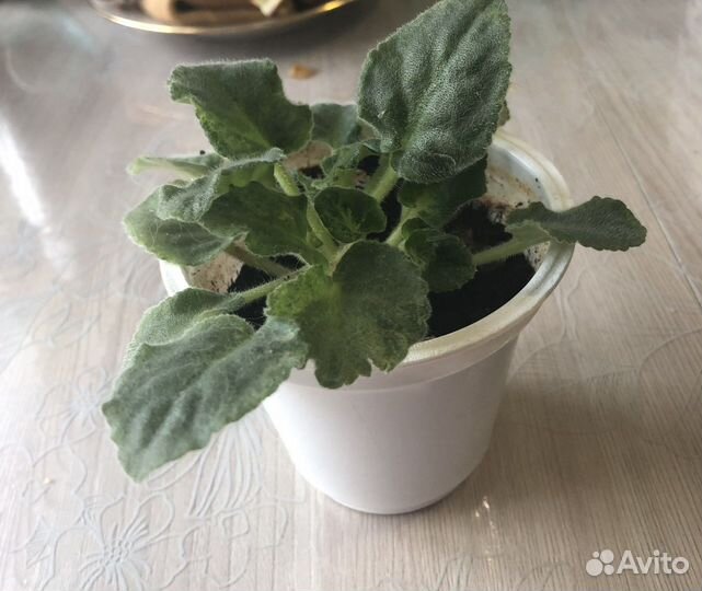 Фиалка цветущая белая