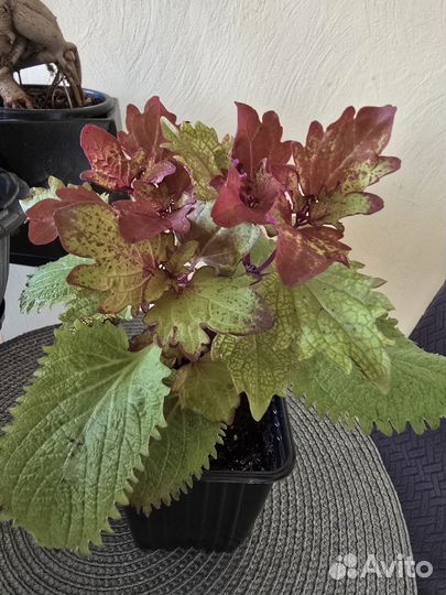 Колеусы сортовые