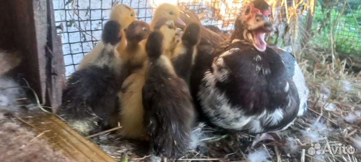 Семья индоуток