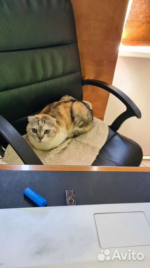 Шотландская вислоухая