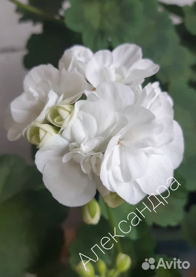 Пеларгонии сортовые