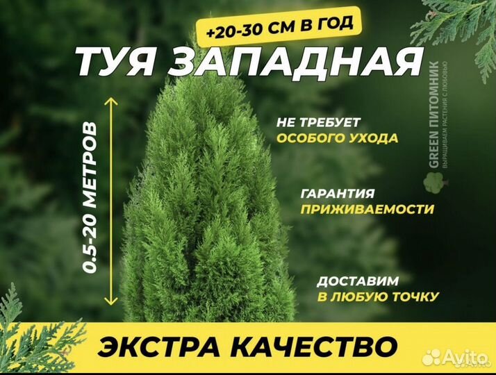 Туи смарагд,брабант