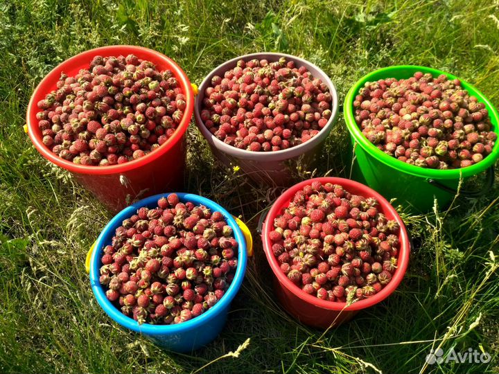 Клубника полевая