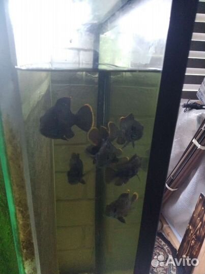 Аквариумные рыбки