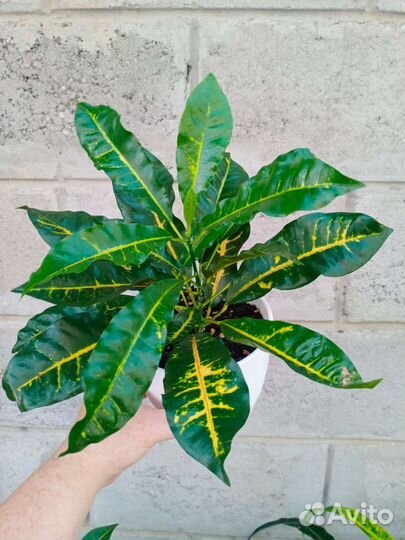 Кротоны Зулу, Эксетер и Филадельфия