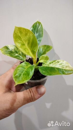 Филодендрон Вильямси, Мунлайт Сплеш,Scrambled Eggs