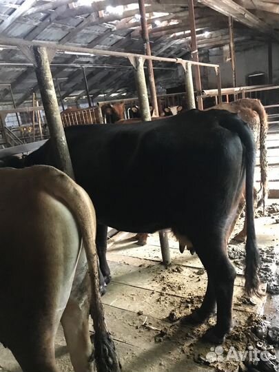 Коровы,тёлки,бычки