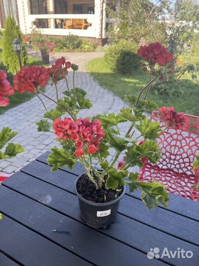 Пеларгония герань Red Pandora
