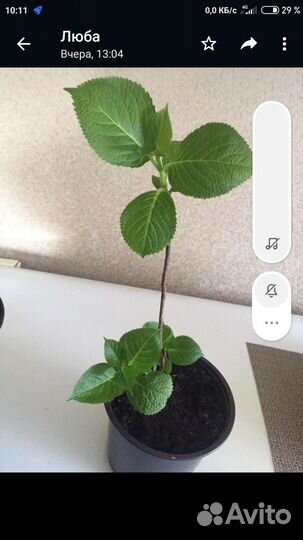 Гортензия крупнолистная саженцы