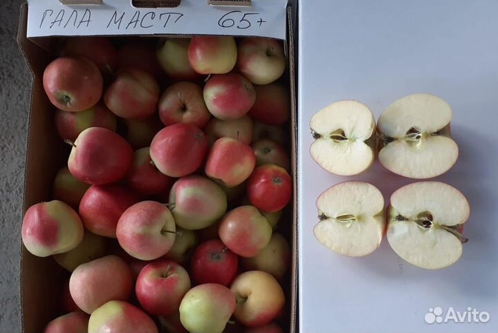 Яблоки Оптом