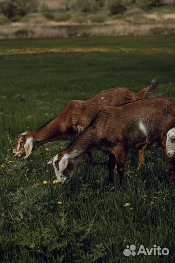 Козье молоко