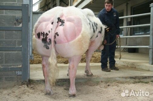 Семя мясной бельгийской бело-голубой породы