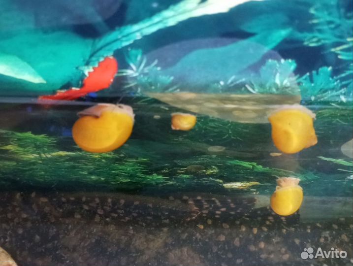 Улитки аквариумные ампулярии жёлтые