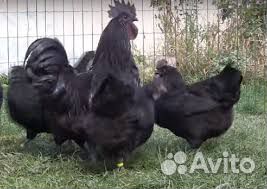 Ухей илюи, Цыплята, Инкубационное яйцо