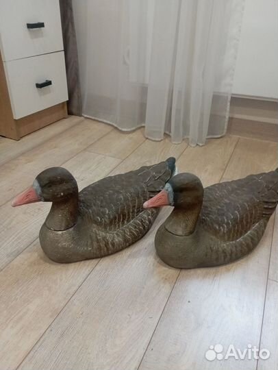 Чучела белолобых гусей