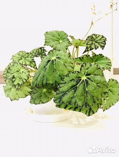 Бегония декоративнолиственная