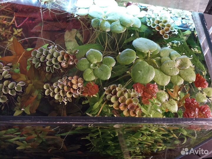 Аквариумные растения прополка