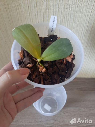 Орхидея Фаленопсис Mok Choy Yew blue, мериклон