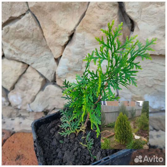 Черенки хвойных растений