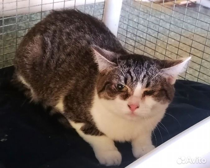 Кошка Ася в добрые руки