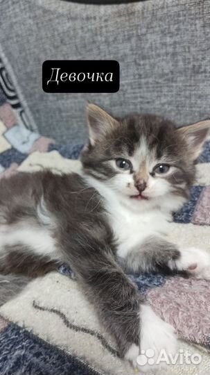 Котята в добрые руки