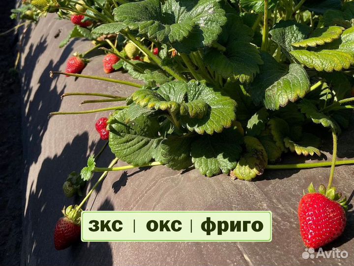 Рассада клубники. Крупная ягода